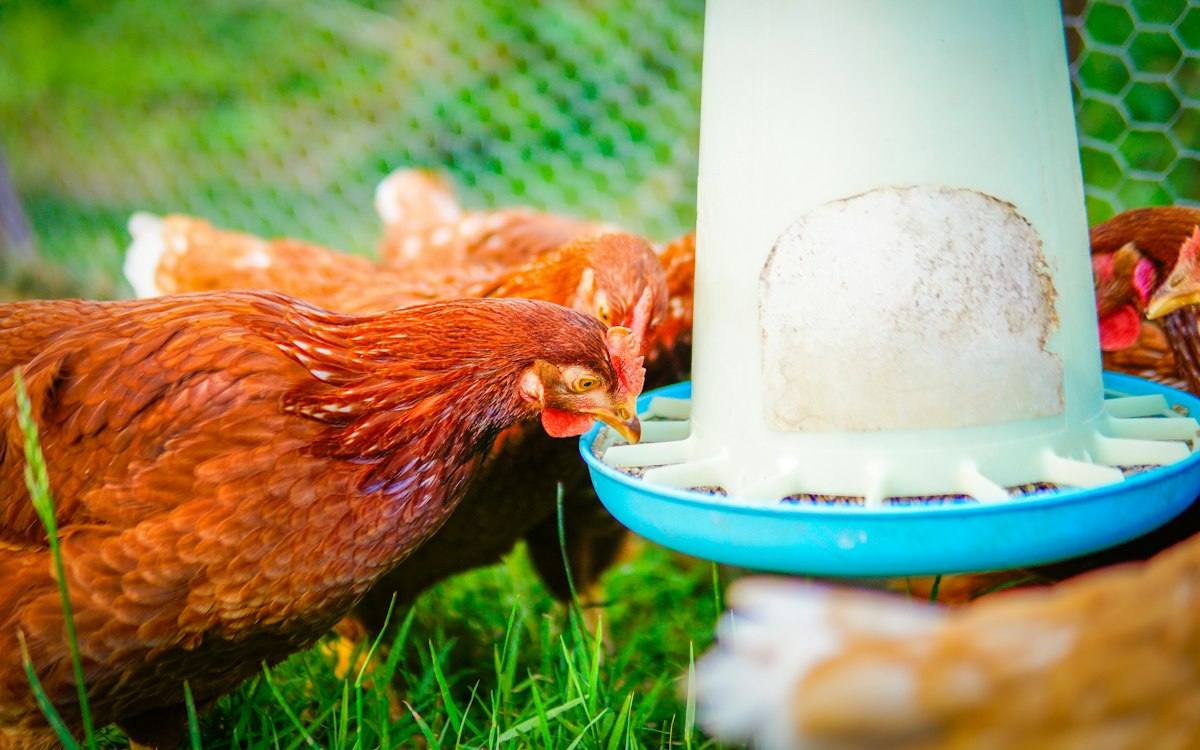 Chickens eating from a feeder with feed protected by mould inhibitors